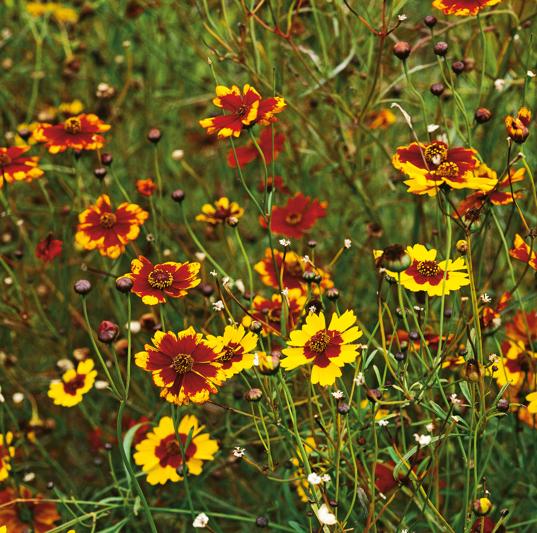 Mädchenauge Schöngesicht Mischung