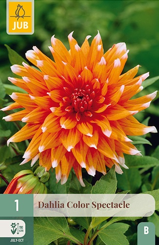 Kaktus-Dahlie Color Spectacle