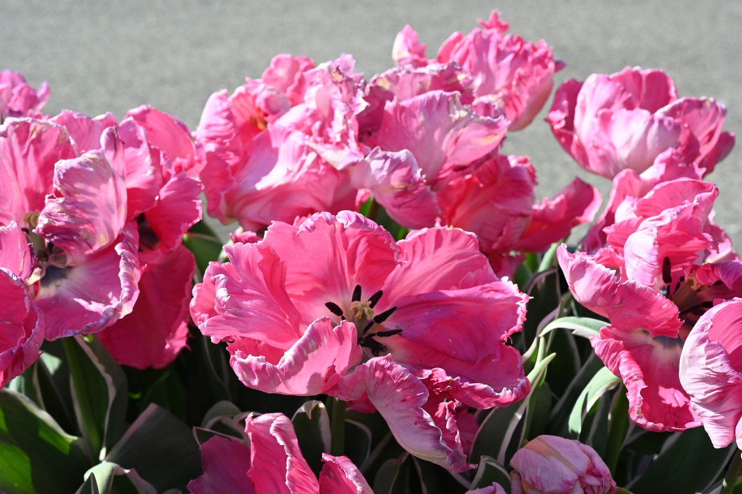 Papagei-Tulpen Elsenburg im Beet mit großen, gefransten Blüten in leuchtendem Pink und dekorativ gewellten Blütenblättern