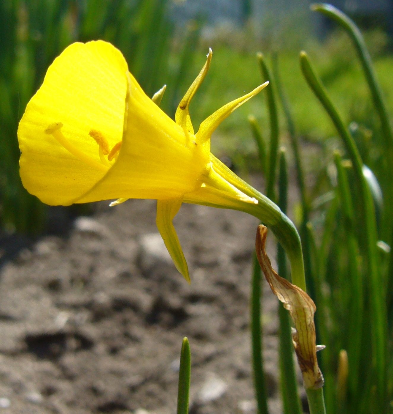Reifrock-Narzissen bulbocodium conspicuus