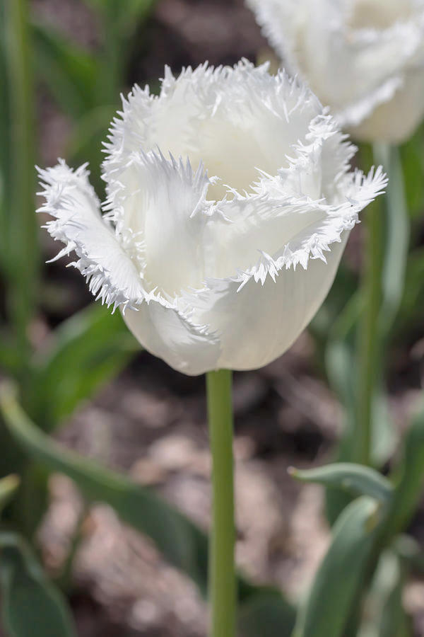 Nahaufnahme einer weißen Tulpe mit fransigen, gezackten Blütenrändern an grünem Stiel vor unscharfem Gartenhintergrund