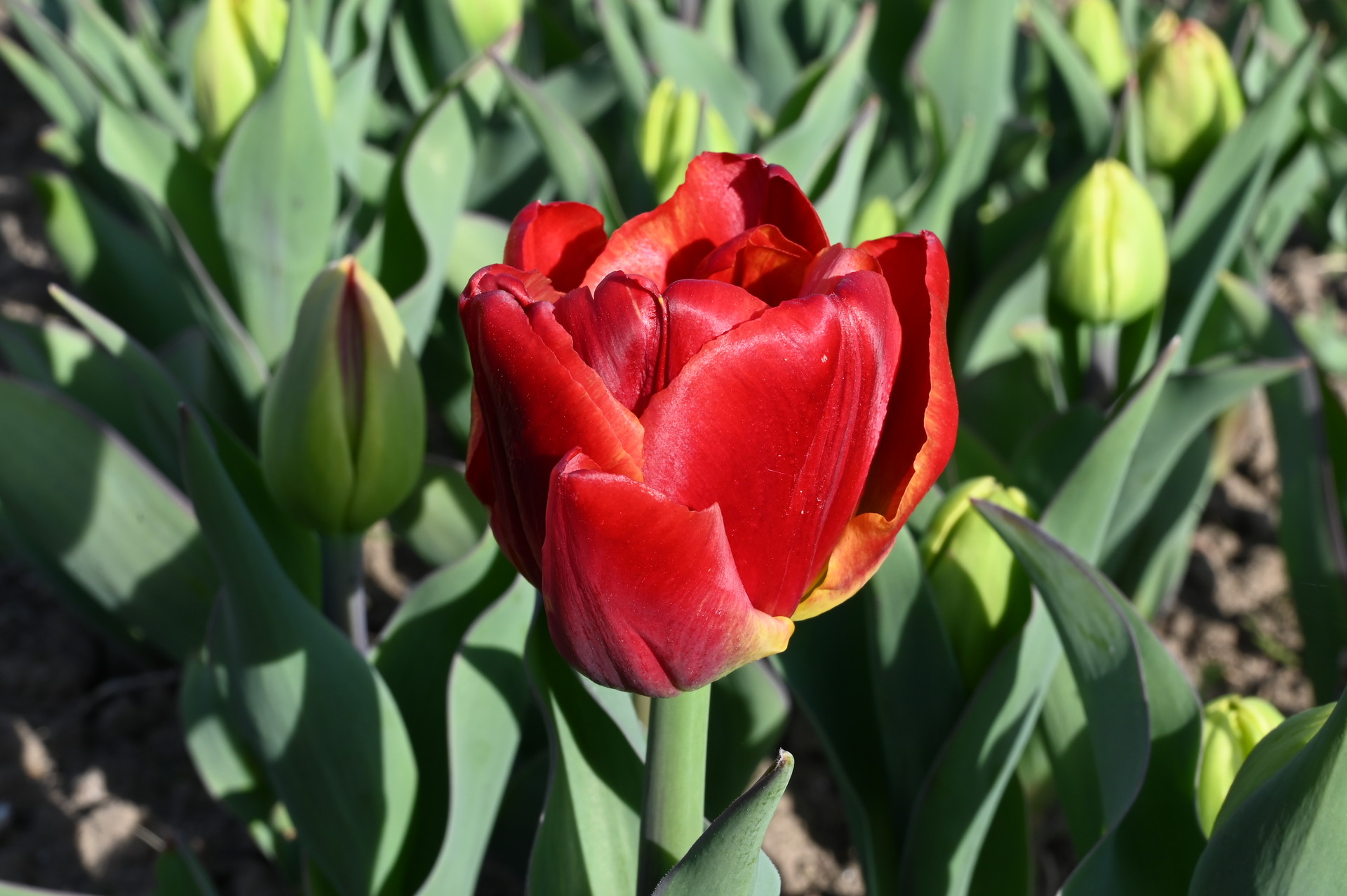 Gefüllte frühe Tulpen Tropical Sensation