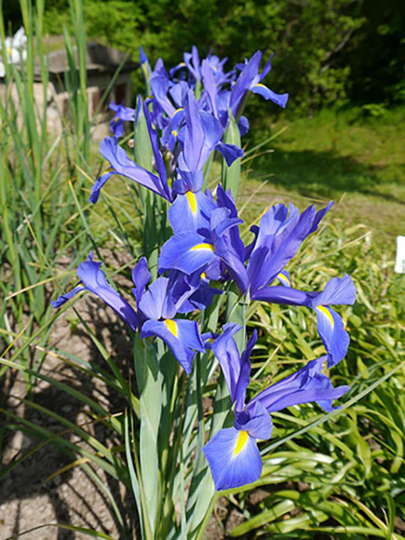 50107_Iris hollandica Blue Magic Nahaufnahme blauer Irisblüten mit gelben Akzenten im Beet, grüne Blätter und Rasen im Hintergrund