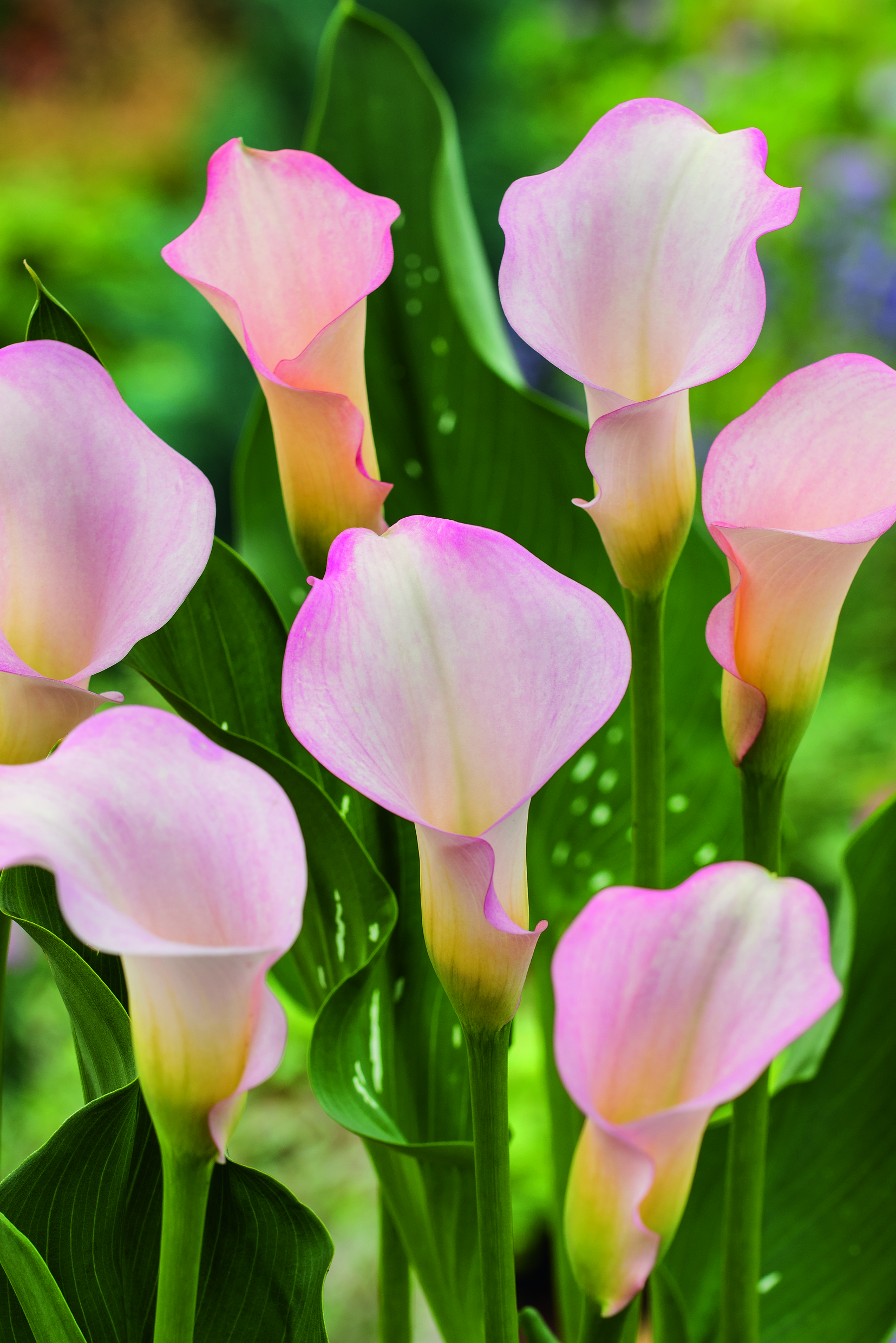 Nahaufnahme mehrerer zarter rosa Calla-Lilien (Zantedeschia) mit hellgrünen Stielen und dunkelgrünem Blattwerk; filigrane Blüten, ideal für Sträuße, Hochzeitsfloristik oder Gartenpräsentation.