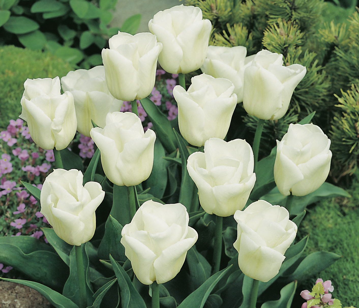 Nahaufnahme mehrerer weißer Tulpen in einem Gartenbeet mit grünen Blättern und kleinen rosa Blumen im Hintergrund