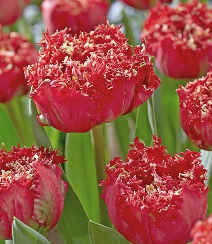 Mehrere knallrote gefranste Tulpen (Fransen-Tulpen) in voller Blüte, Nahaufnahme mit grünen Blättern im Hintergrund