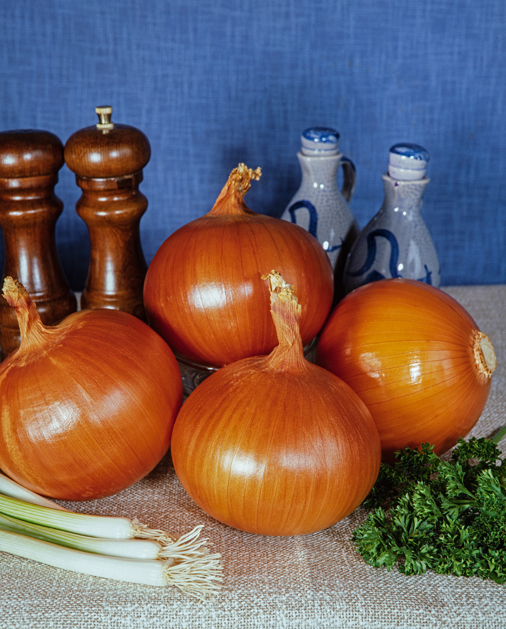 93900_Zwiebelsamen Spanische Gemüsezwieb Vier frische gelbe Zwiebeln auf Leinentuch, daneben Frühlingszwiebeln, Petersilie, Pfeffermühlen und keramische Ölflaschen vor blauem Hintergrund