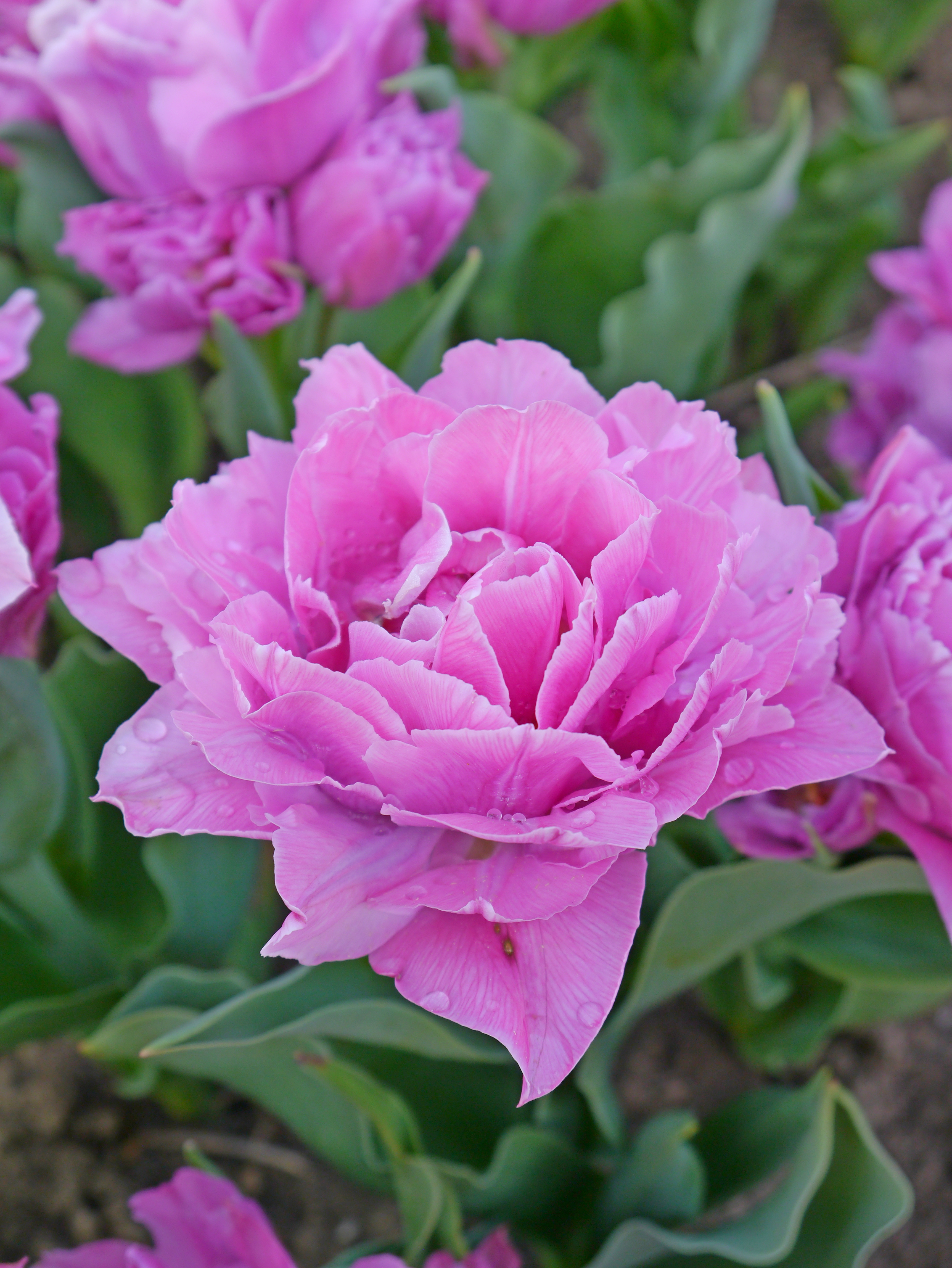 Nahaufnahme einer rosa gefüllten Tulpe mit zahlreichen Blütenblättern und Wassertropfen, umgeben von grünen Blättern im Beet