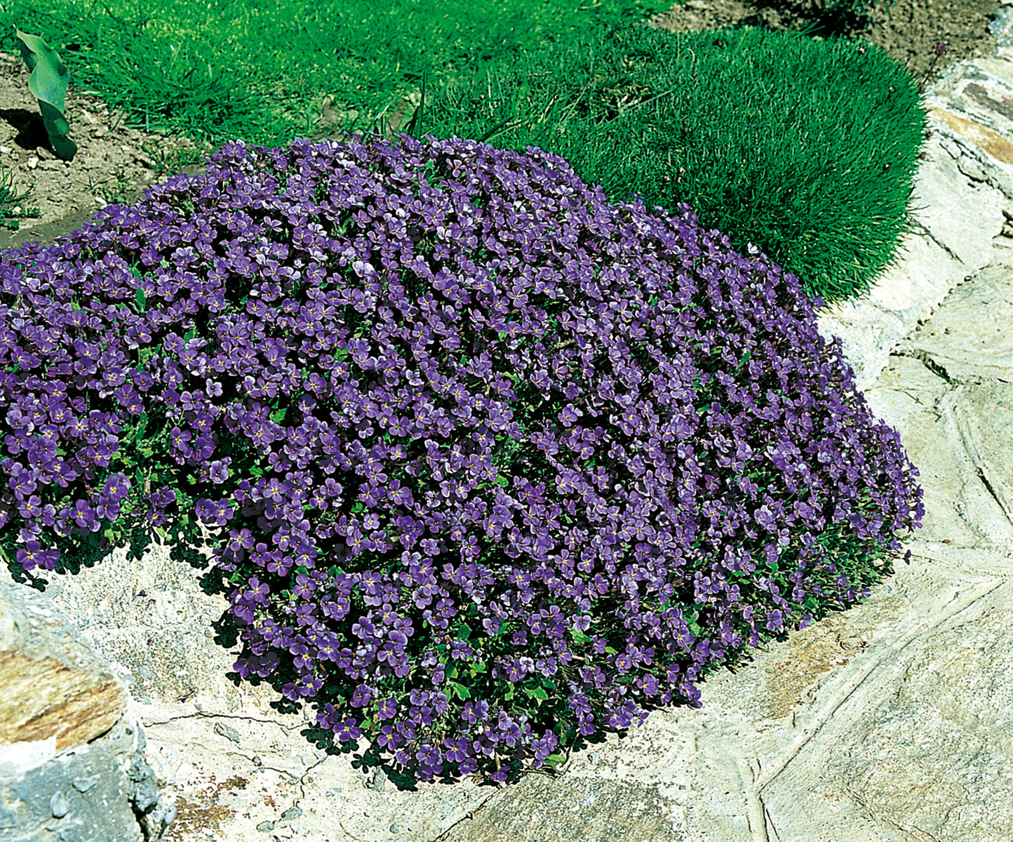 Dichter Teppich aus kleinen violetten Blüten als Bodendecker zwischen Steinen in einem Steingarten.
