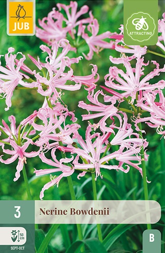 Nerine  bowdenii