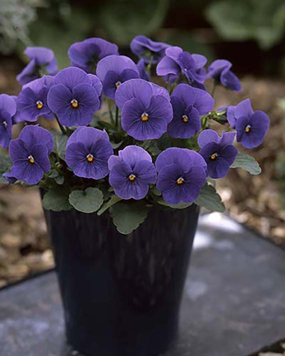 Viola cornuta F1 Floral Power Lavender Blue im schwarzen Topf mit vielen lavendelblauen, ca. 4 cm großen Blüten; kompakt, frühblühend und gut winterhart für Herbst und Frühjahr