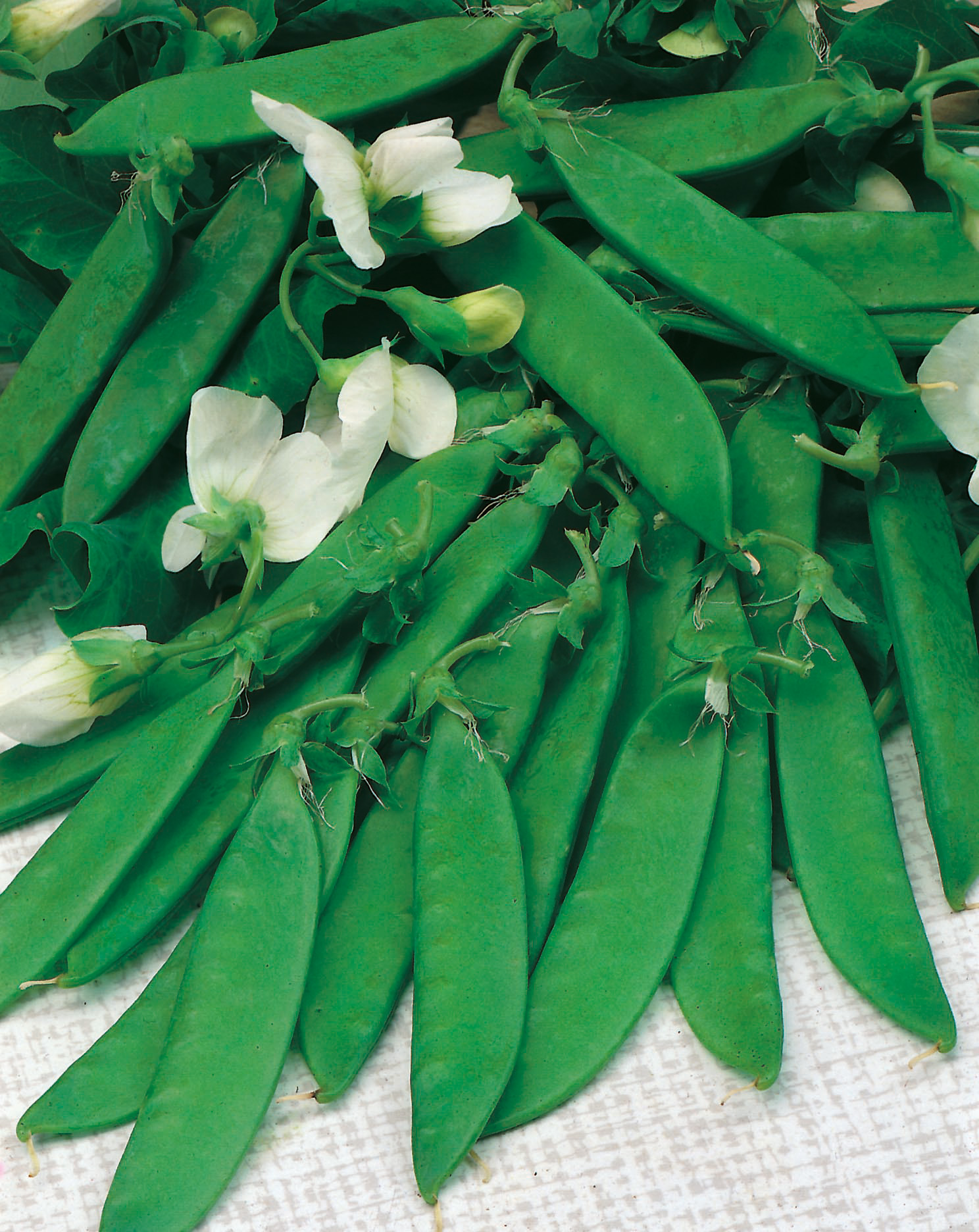 Zuckererbsen Schweizer Riesen von Samen-Fetzer mit grünen Schoten und weißen Blüten, junge vitaminreiche historische Sorte zum Verzehr mit Schale