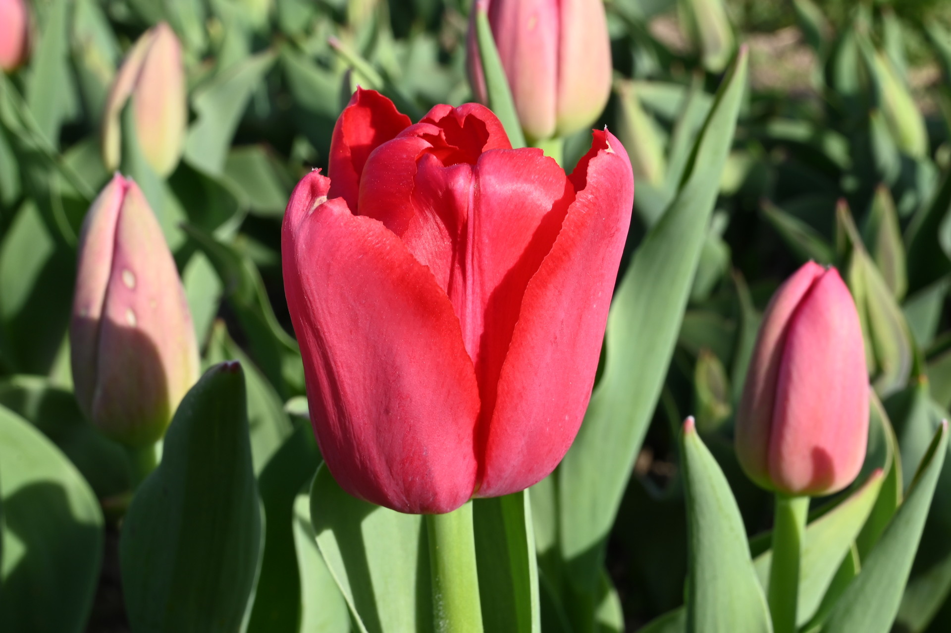 Triumph-Tulpen Proton