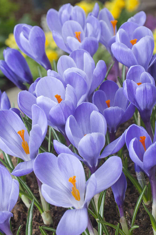 Nahaufnahme von lila Krokussen (Crocus) mit leuchtend orangefarbenen Narben im Beet, Frühlingsblumen