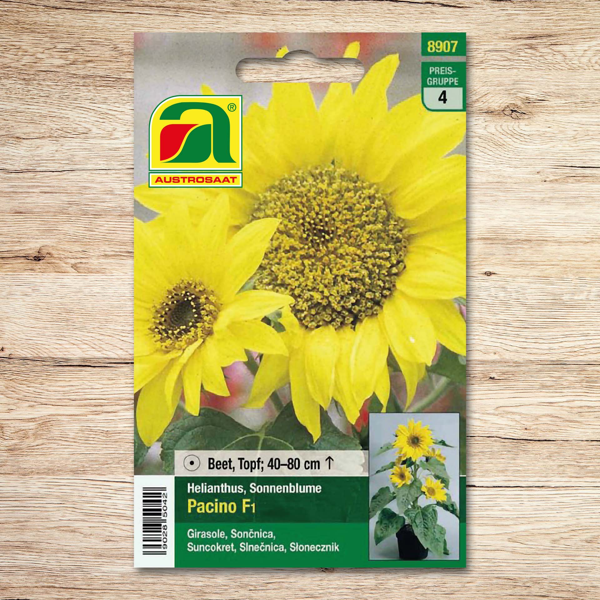 Sonnenblumen Pacino