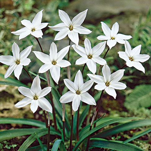 50093_Ipheion Alberto Castillo Weiße Frühlingssternblumen (Ipheion uniflorum) mit sechs sternförmigen Blüten und grasartigen Blättern in einem Gartenbeet