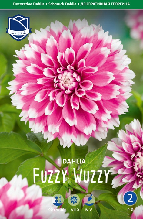 Nahaufnahme der Verpackungsabbildung einer dekorativen Dahlie 'Fuzzy Wuzzy' mit großen rosa-weißen, sternförmig angeordneten Blütenblättern, grünem Laub im Hintergrund und sichtbaren Pflanzsymbolen
