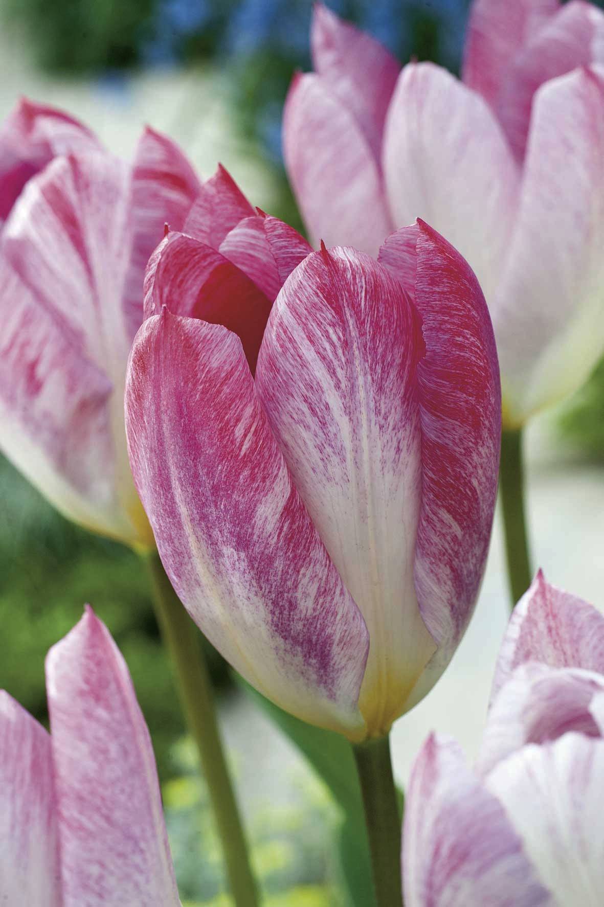 Nahaufnahme einer rosa-weiß gestreiften Tulpe im Garten, Blüte und Stängel sichtbar