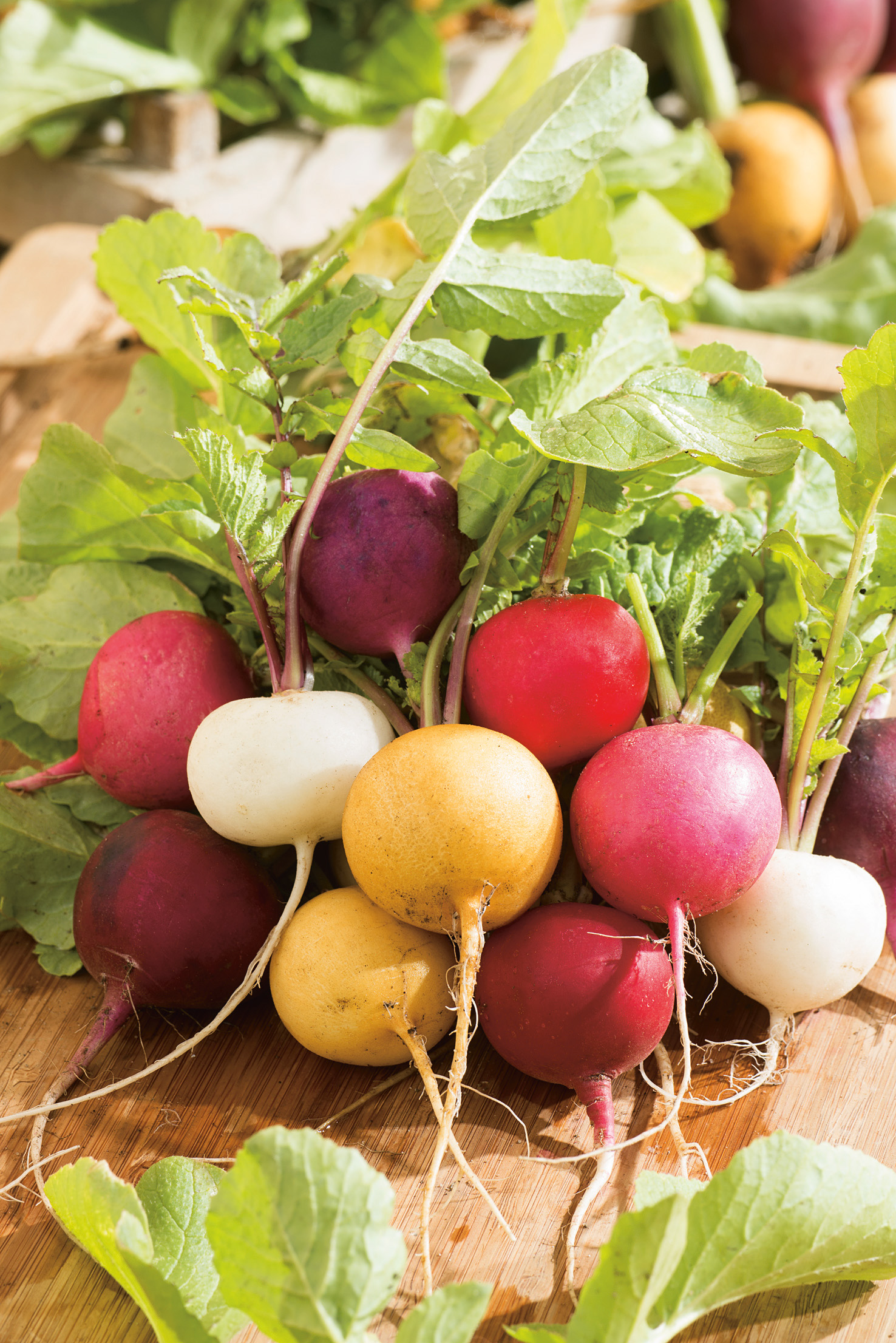 Nahaufnahme eines bunten Radieschen-Mixes (rot, rosa, weiß, gelb, violett) mit frischem Blattgrün auf einem Holzbrett