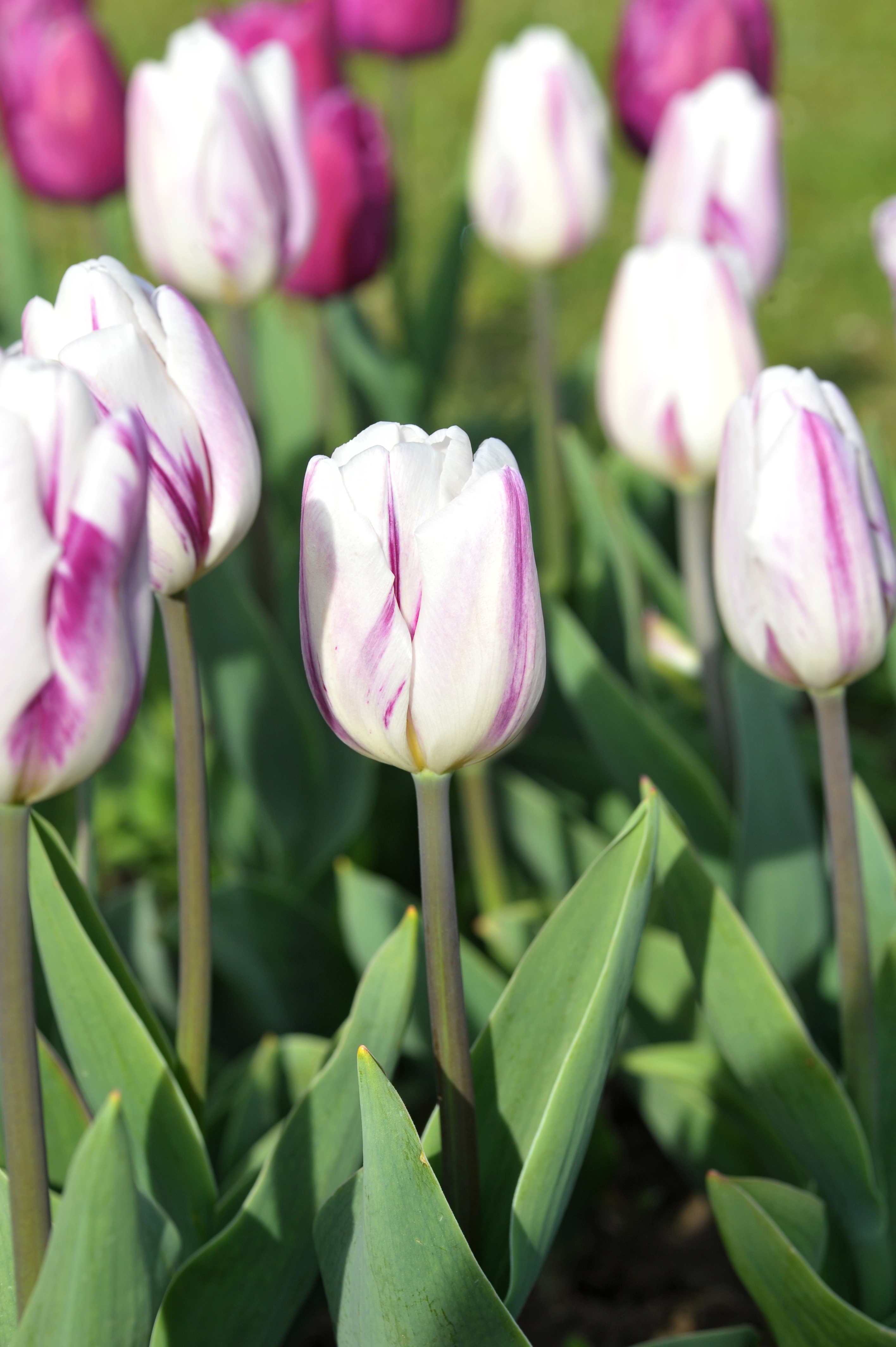 Einfache frühe Tulpe Flaming Prince mit weißen, warm lila geflammten Blüten auf kräftigen Stängeln im Beet