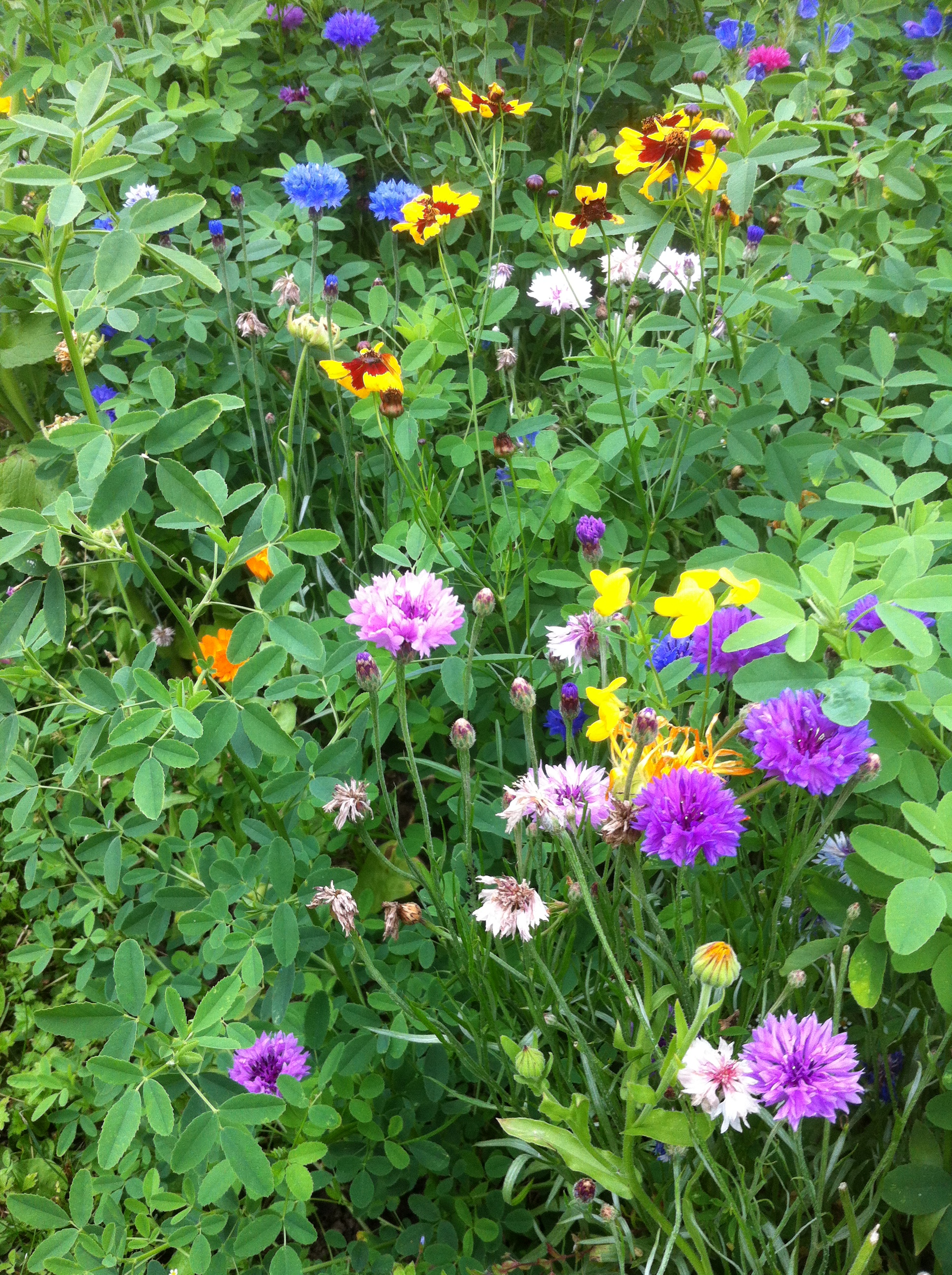 Nahaufnahme bunter Wildblumen: violette und blaue Kornblumen, gelbe und rotgefleckte Blüten zwischen grünem Laub und Kleeblättern