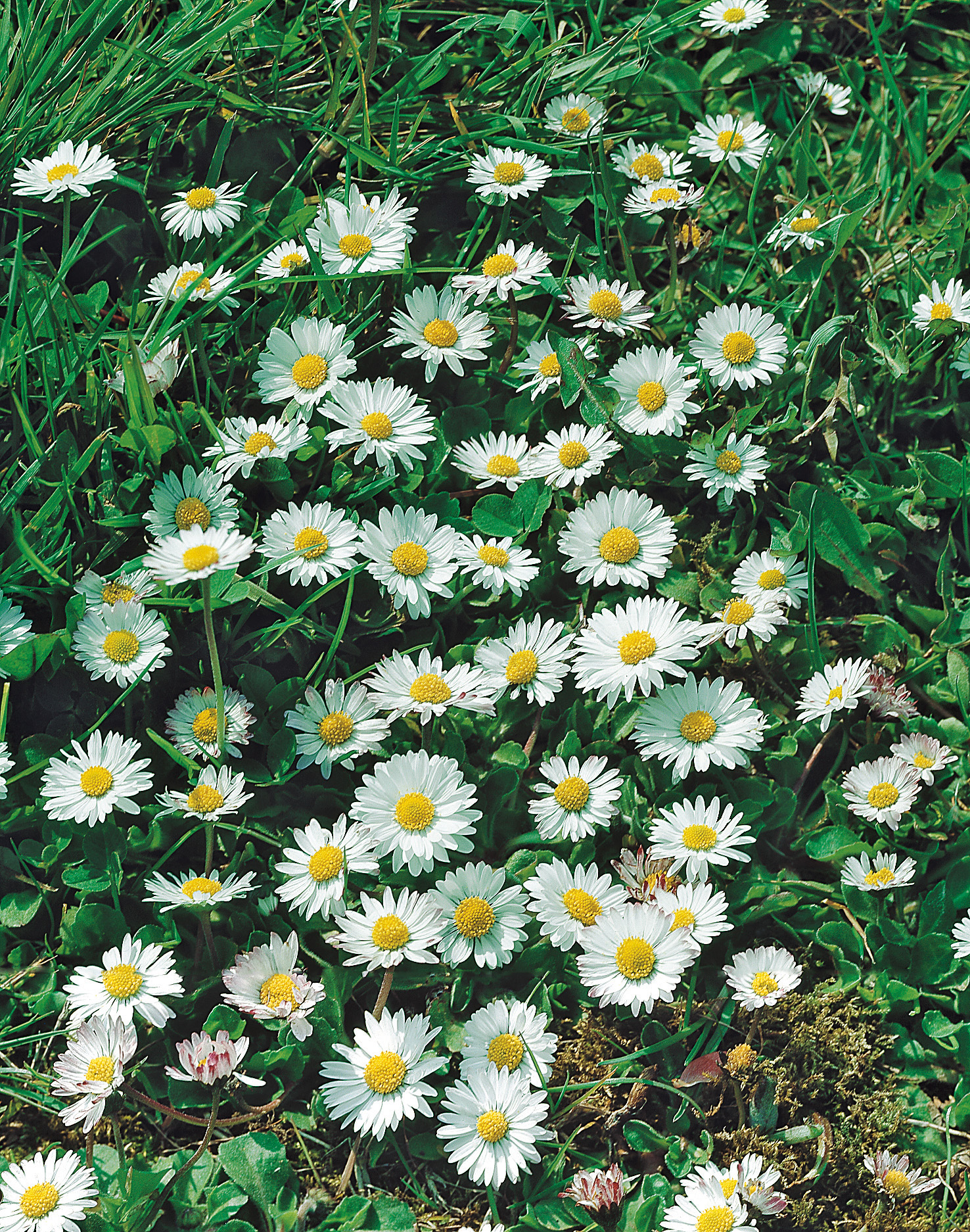 Nahaufnahme zahlreicher Gänseblümchen mit weißen Blütenblättern und gelbem Zentrum zwischen Gras und Klee