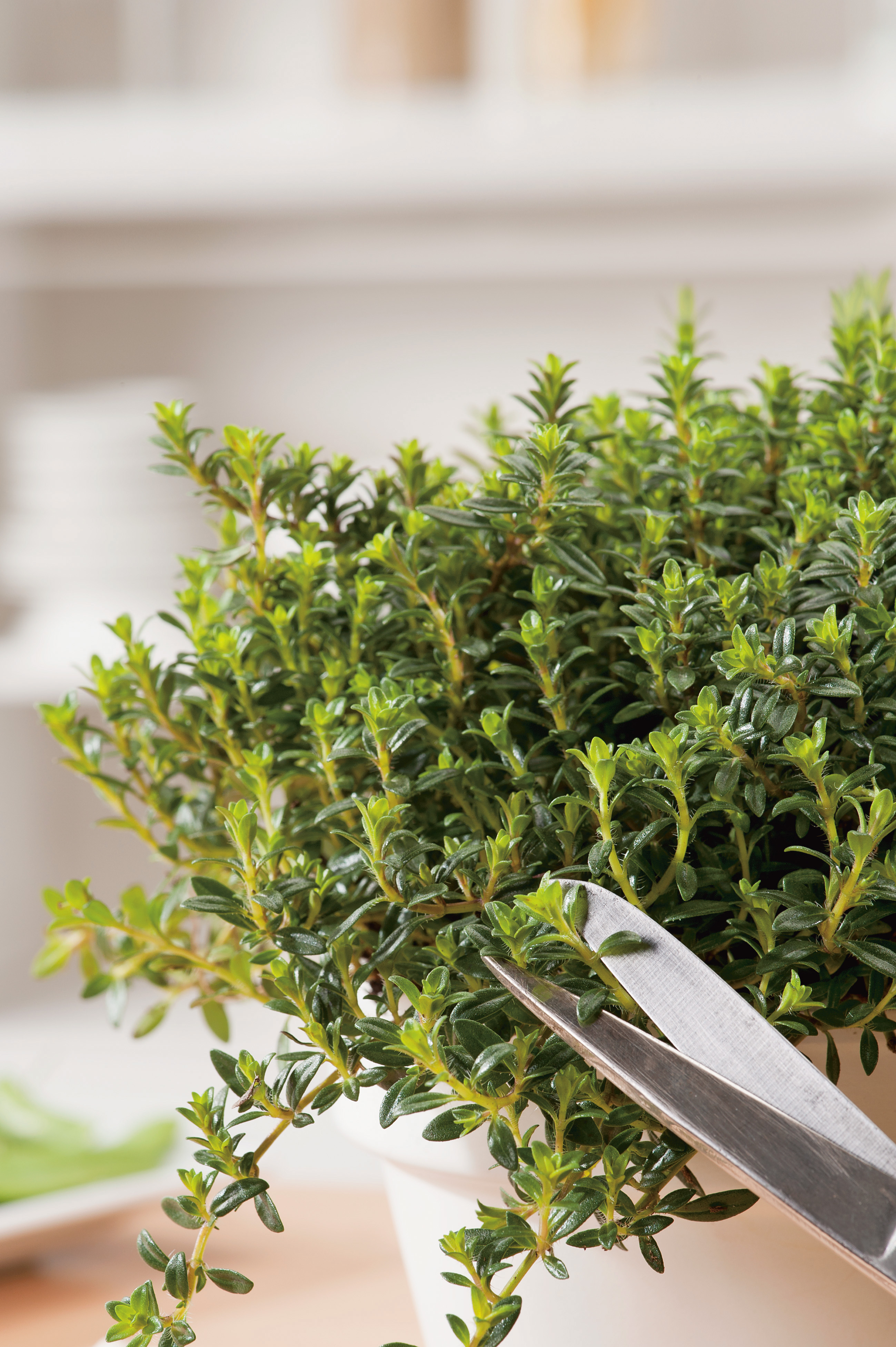 Nahaufnahme eines Topfthymians im weißen Blumentopf; junge grüne Triebe werden mit einer Schere geschnitten.