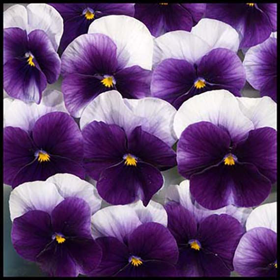 Viola cornuta F1 Twix Blue Purple Wing mit blau-violetten und weißen Mini-Viola-Blüten, frühblühend, vielblütig, kompakt und winterhart für Herbst und Frühjahr