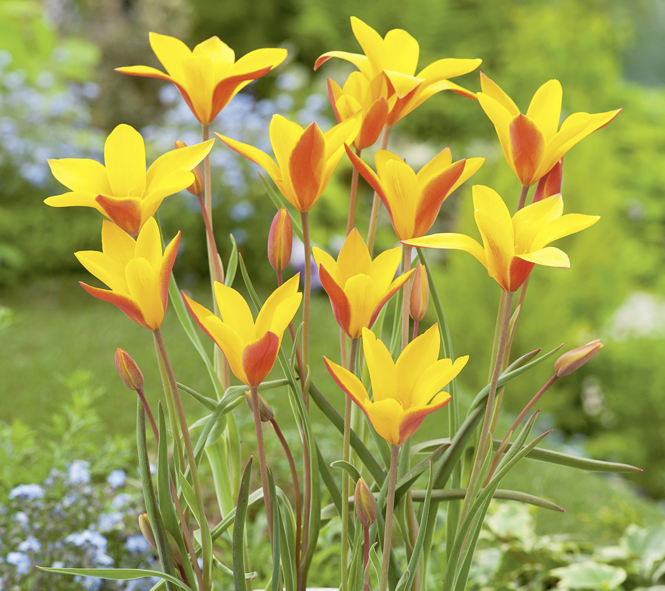 Tulipa clusiana var. chrysanta