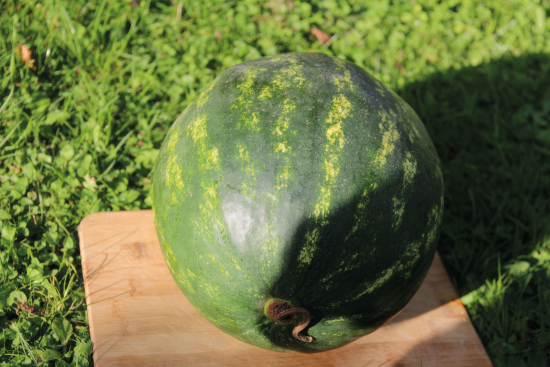 Wassermelone Crimson Sweet