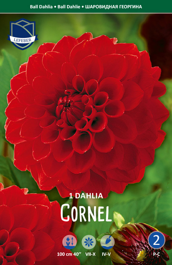 Nahaufnahme der roten Ball-Dahlie 'Cornel' auf einer Pflanzenverpackung, zeigt volle Kugelblüte, Knospe, Markenlogo und Kultursymbole; Blütenhöhe bis 100 cm, Blütezeit Juli–Oktober.