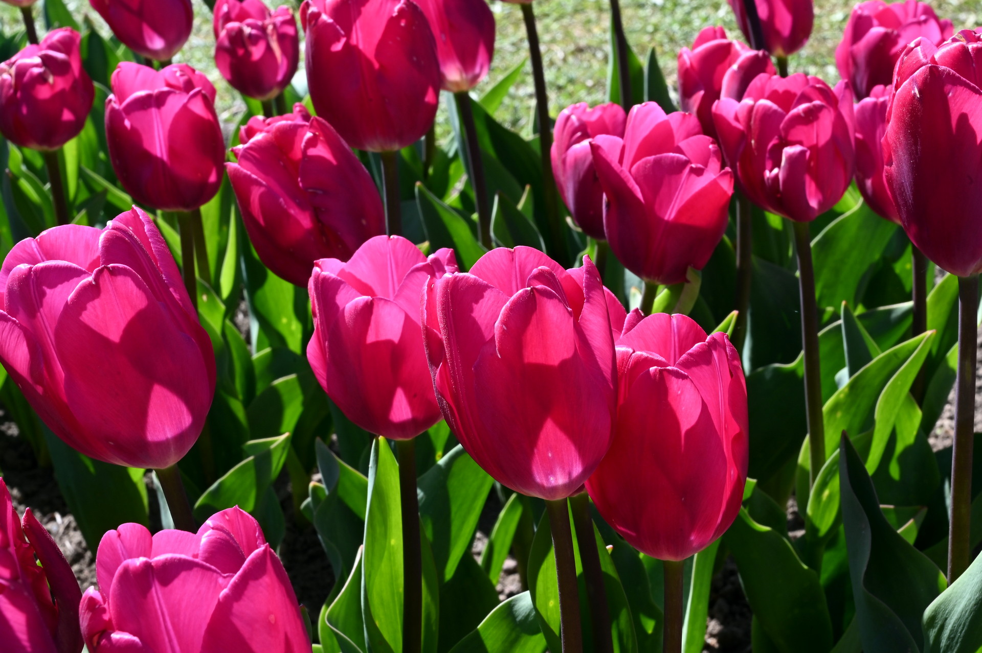 Mehrere leuchtend rosarote Triumph-Tulpen Pink Ardour mit eleganter Blütenform im Beet – robuste, standfeste Frühlingsblumen für Garten, Rabatten und Töpfe.