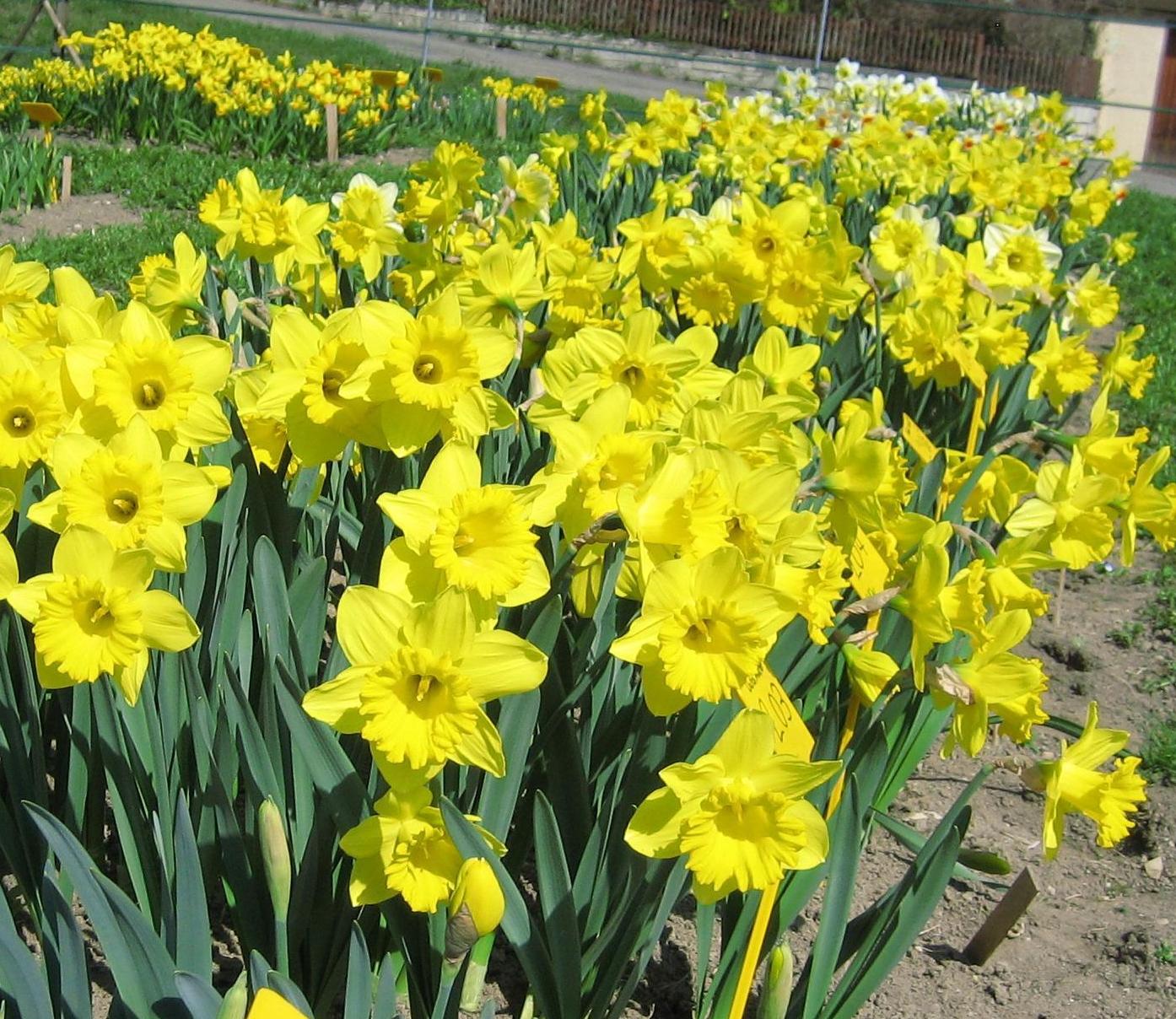 Nahaufnahme eines Beetes mit dicht stehenden gelben Narzissen (Osterglocken), viele blühende Frühlingsblumen in Reihen
