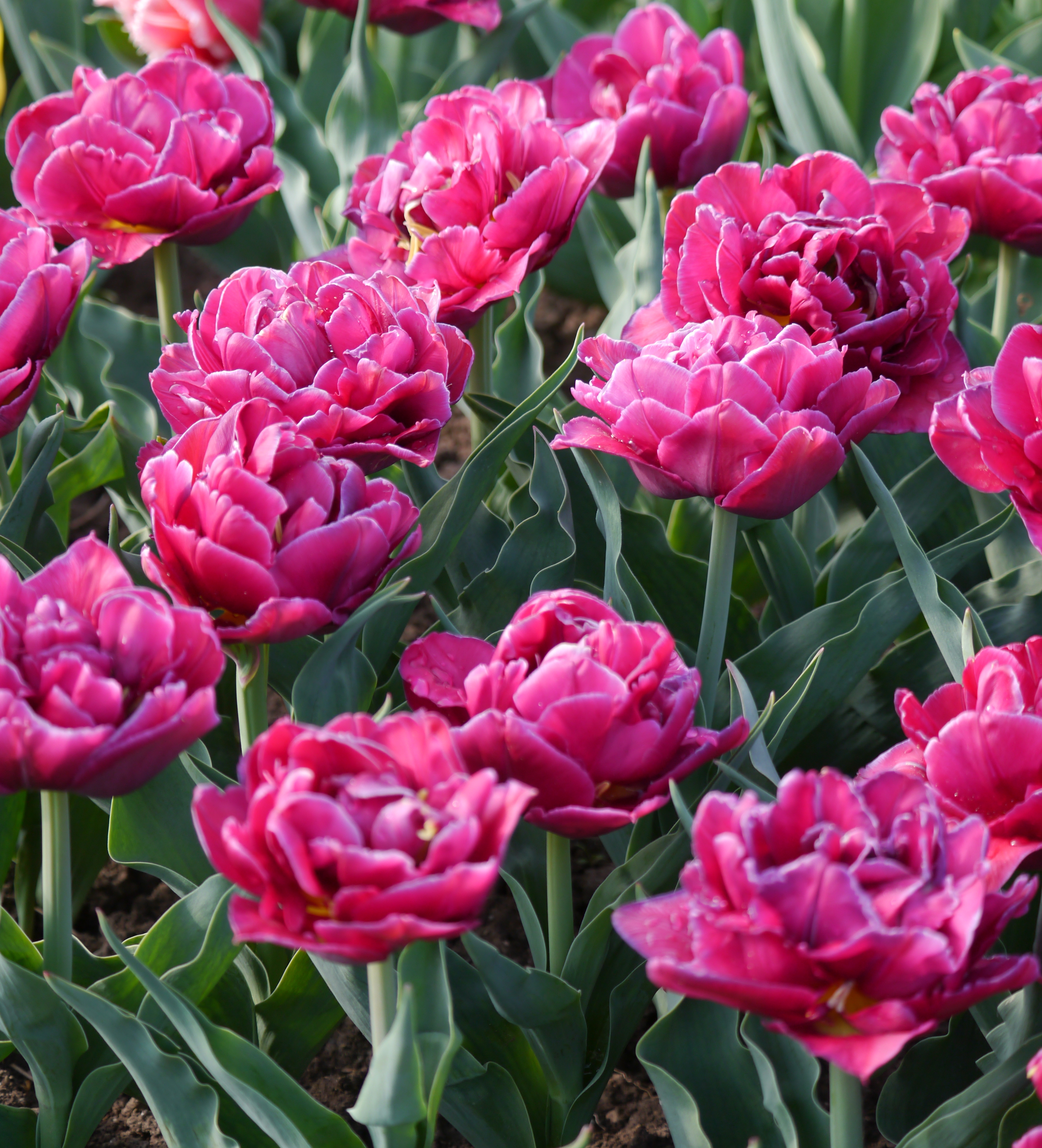 Mehrere gefüllte pinke Tulpen (Pfingstrosen-Tulpen) in einem Beet; Nahaufnahme zeigt üppige Blüten, grüne Blätter und vereinzelte Wassertropfen