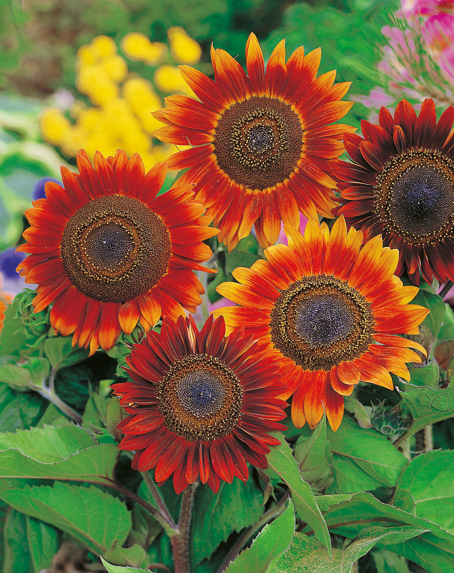 Sonnenblumen Abendsonne