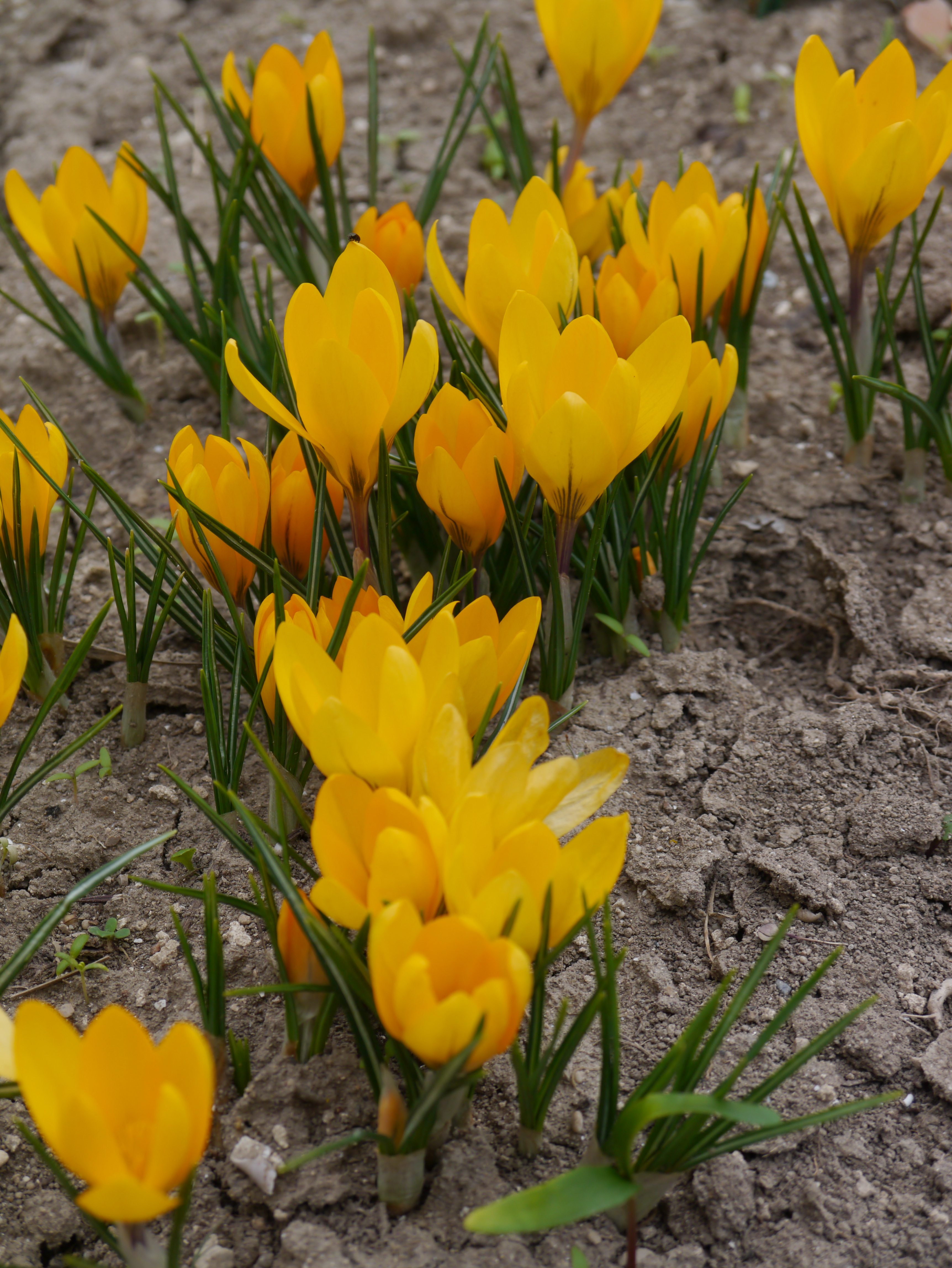 Crocus flavus Goldkrokus mit dunkelgelben Blüten im Beet – botanischer Krokus für Verwilderung, sonnige bis halbschattige Standorte und farbenfrohe Frühlingspflanzungen