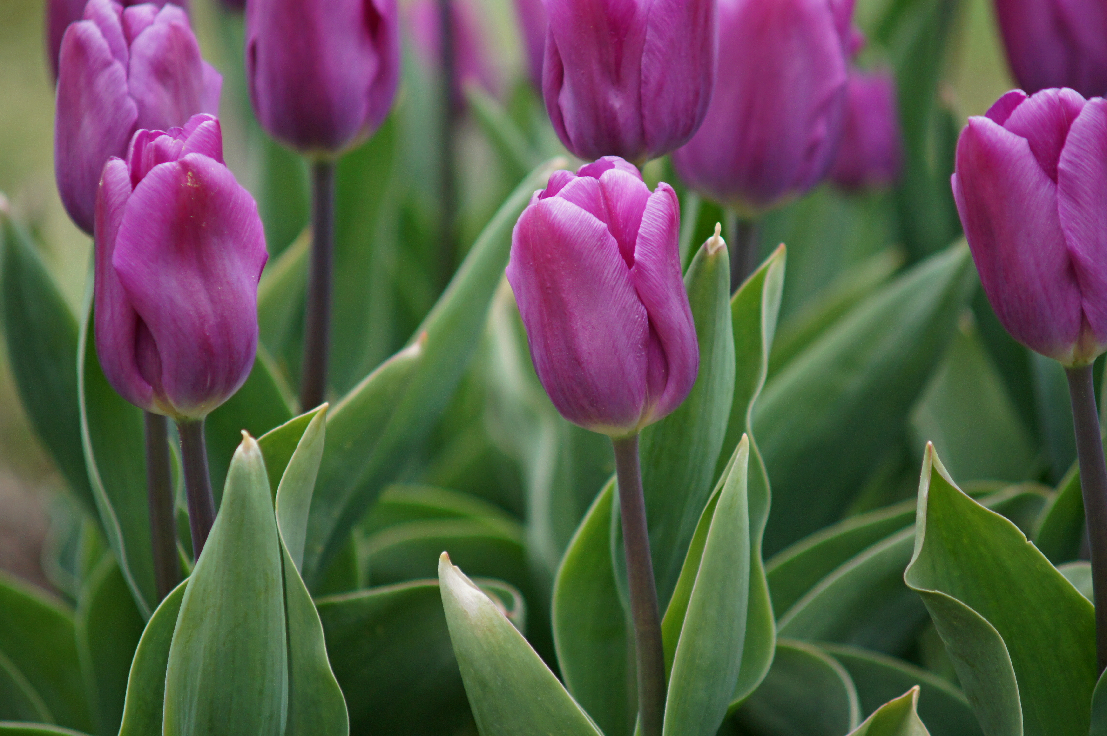 Nahaufnahme von mehreren purpurfarbenen Tulpen mit geschlossenen Blüten und grünen Blättern