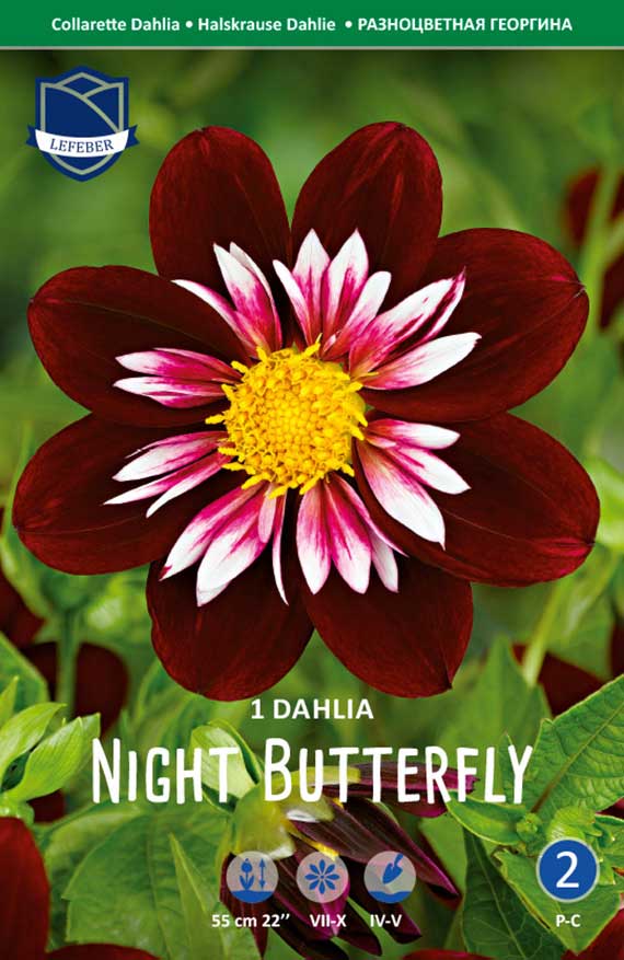 Nahaufnahme der Collarette-Dahlie 'Night Butterfly' mit dunkelroten äußeren Blütenblättern, weiß-rosa inneren Strahlen und gelber Mitte vor grünem Blattwerk; Verpackungsabbildung.