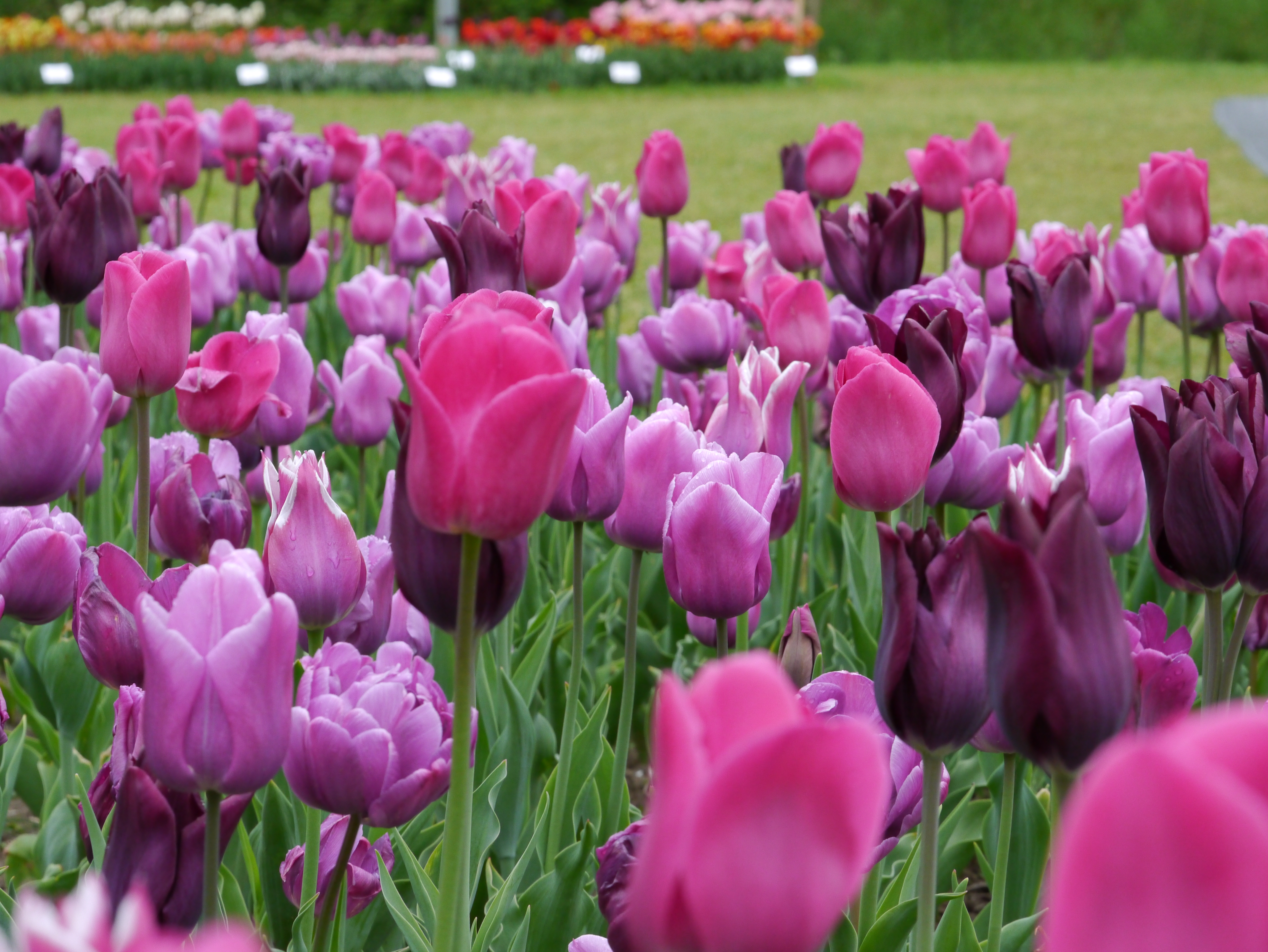 Nahaufnahme eines Blumenbeets mit dicht stehenden rosa bis violetten Tulpen in unterschiedlichen Blütenformen, grünen Stängeln und Blättern sowie unscharfem Rasen im Hintergrund.