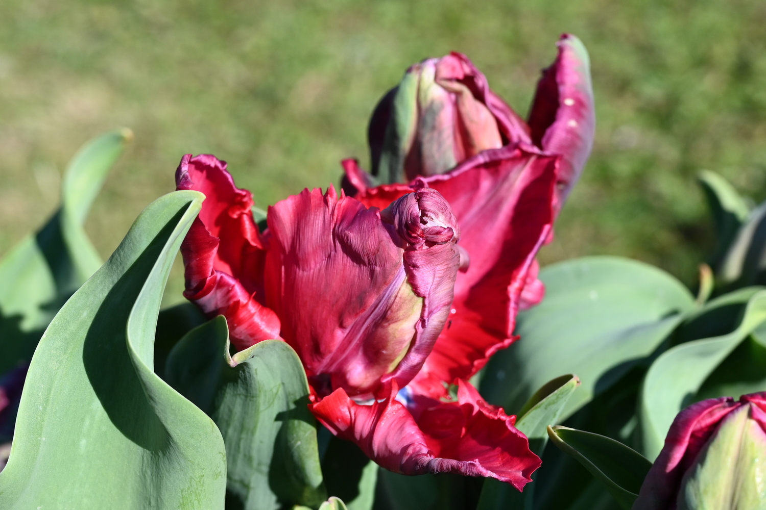 Nahaufnahme einer roten Papageientulpe mit gefransten, samtigen Blütenblättern und breiten grünen Blättern im Garten