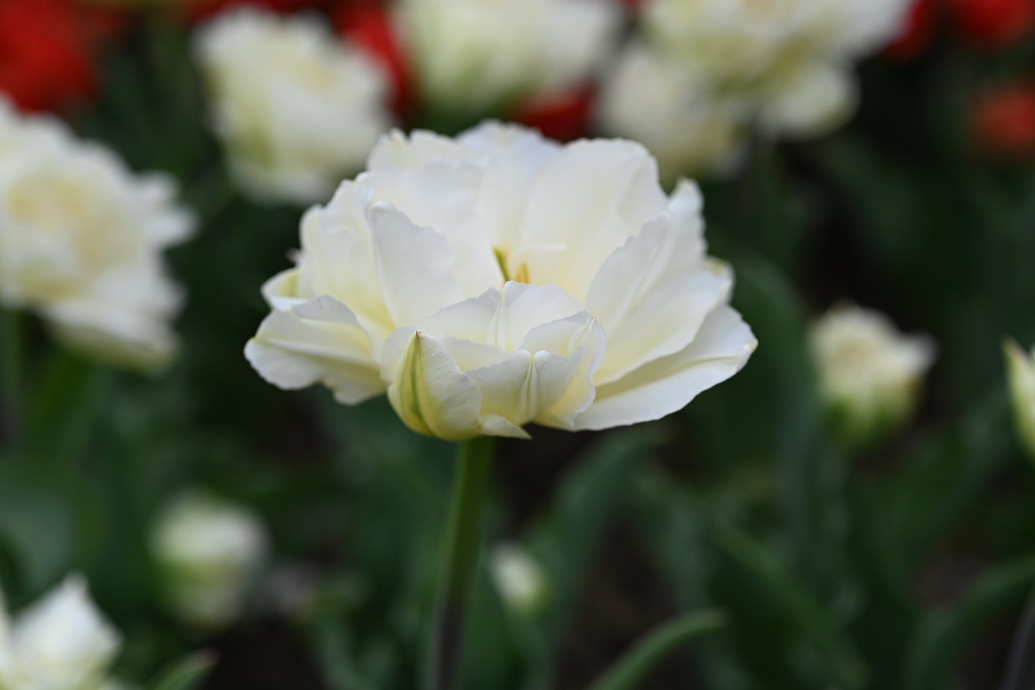 Nahaufnahme einer gefüllten weißen Tulpe im Garten, zarte Blütenblätter und grüner Stiel vor unscharfem Hintergrund mit weiteren Tulpen