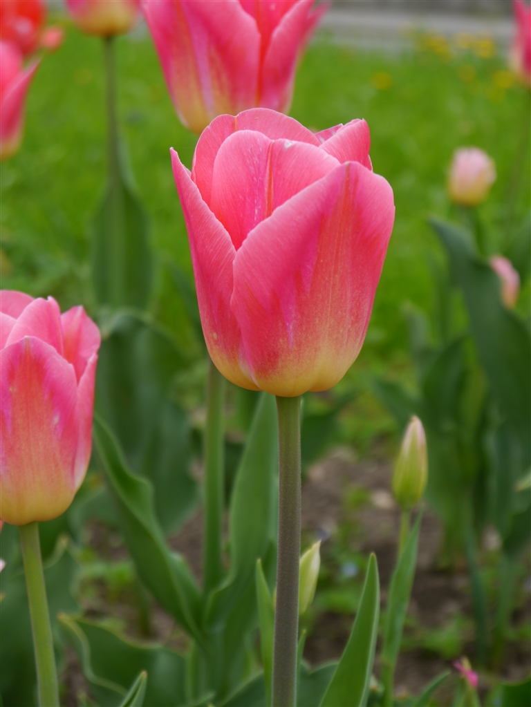 Nahaufnahme einer rosa Tulpe mit grünem Stiel und unscharfem Gartenhintergrund