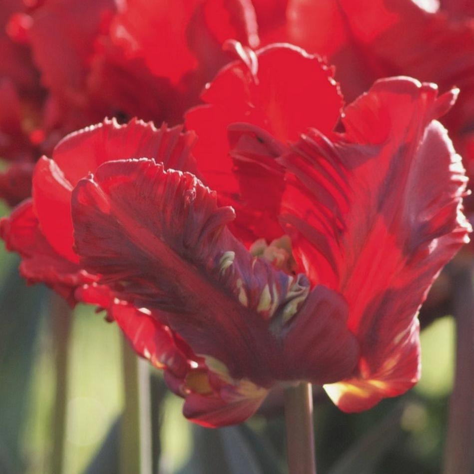 Nahaufnahme einer leuchtend roten Parrot-Tulpe mit gefransten, geschwungenen Blütenblättern im Sonnenlicht