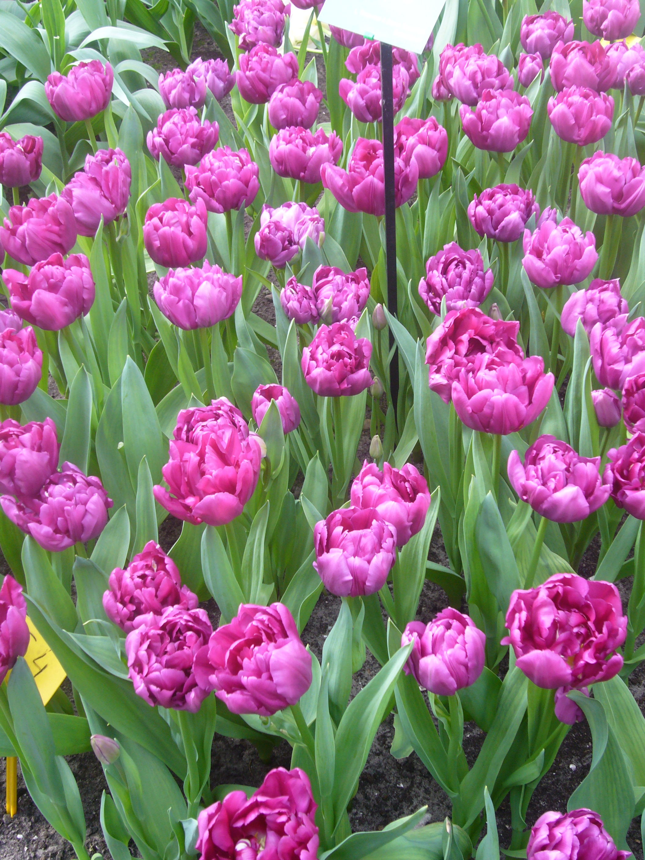 Violette gefüllte Tulpen (pfingstrosenartige Tulpen) in Nahaufnahme, dichtes Beet mit grünen Blättern und dunkler Erde