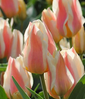 Quebec2 Nahaufnahme pastellfarbener Tulpen in Rosa und Creme mit geschlossenen Knospen im Frühlingsgarten