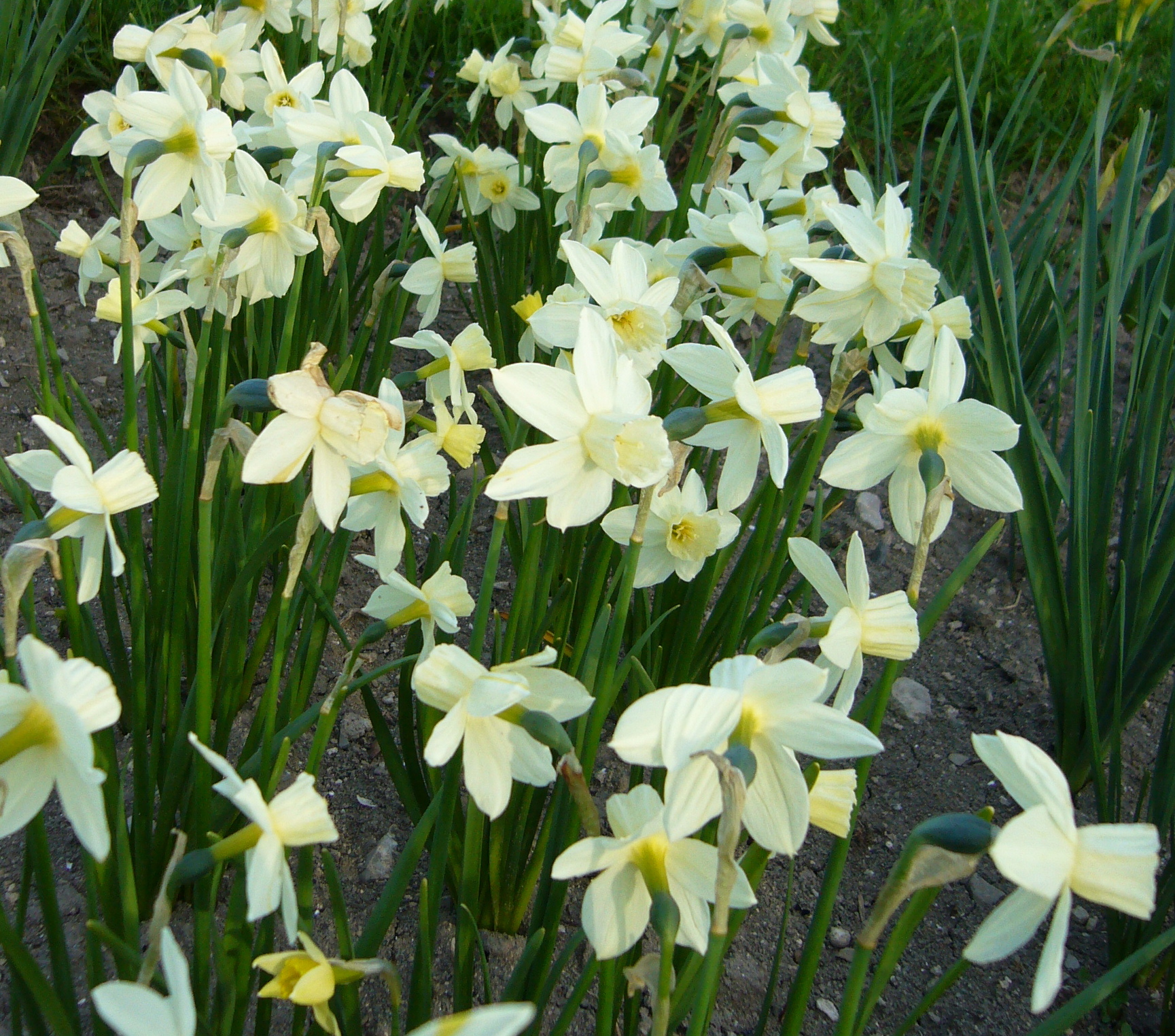 Mehrere cremeweiße Narzissen (Osterglocken) mit gelber Krone in einem Beet, viele Blütenstände und lange grüne Blätter im Frühlingsgarten