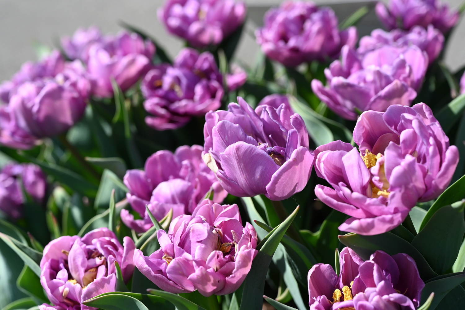 Nahaufnahme gefüllter violetter Tulpen mit grünen Blättern und gelben Staubgefäßen, sonnig beleuchtet im Beet