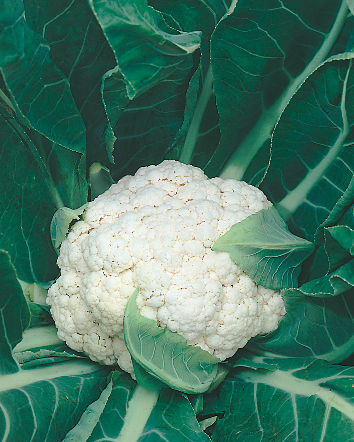 Winterblumenkohl Walcheren