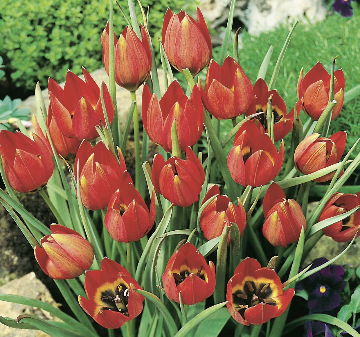 52932_Tulipa hageri FM Nahaufnahme leuchtend roter Tulpen mit gelbem Innenring und grünen Blättern im Beet