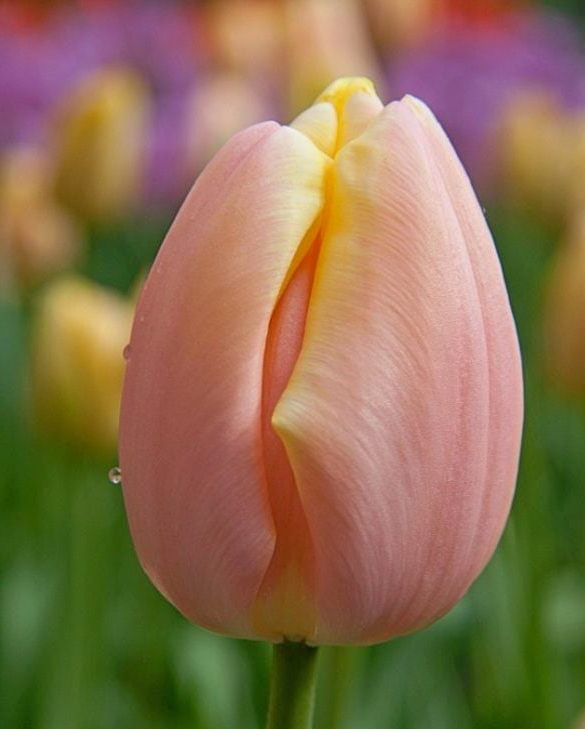 Nahaufnahme einer rosa Tulpenknospe mit gelben Farbakzenten und sichtbaren Tautropfen, unscharfer Hintergrund mit weiteren Tulpen